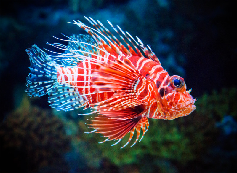 lionfish-alegria-resort-cebu