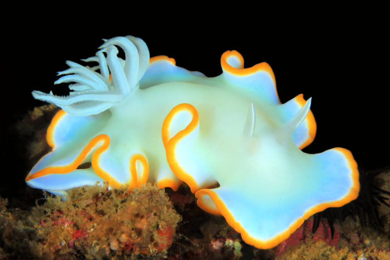 white-nudibranch